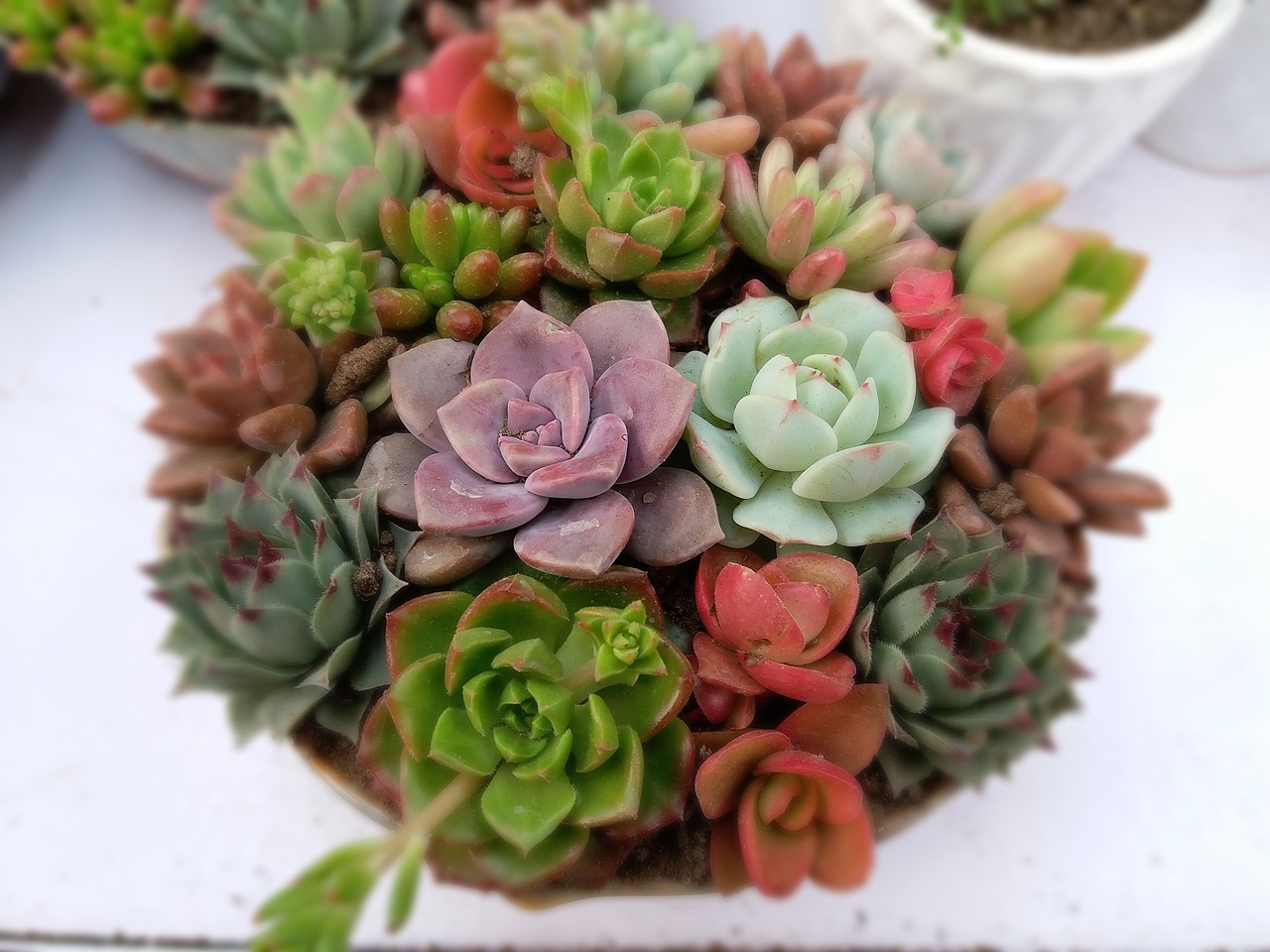 The Freelance Mom Life - gardening tips